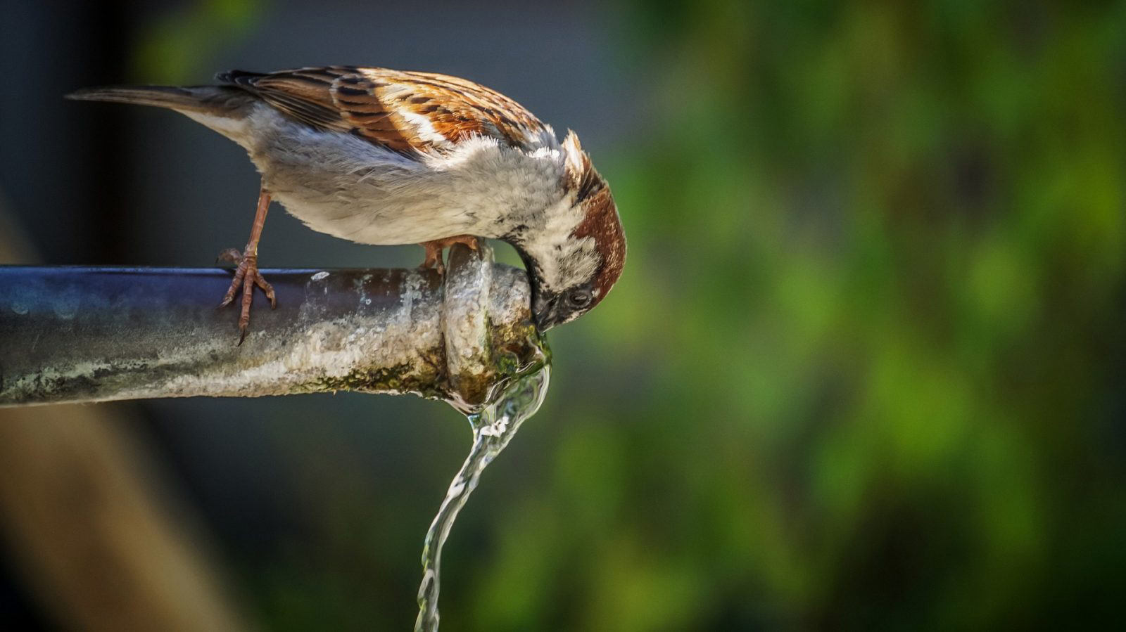 Source to tap urban water and ecosystem services management